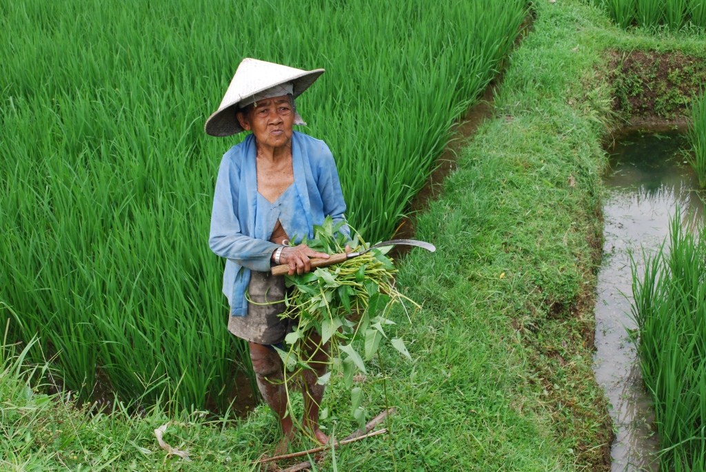 Field worker in Bali