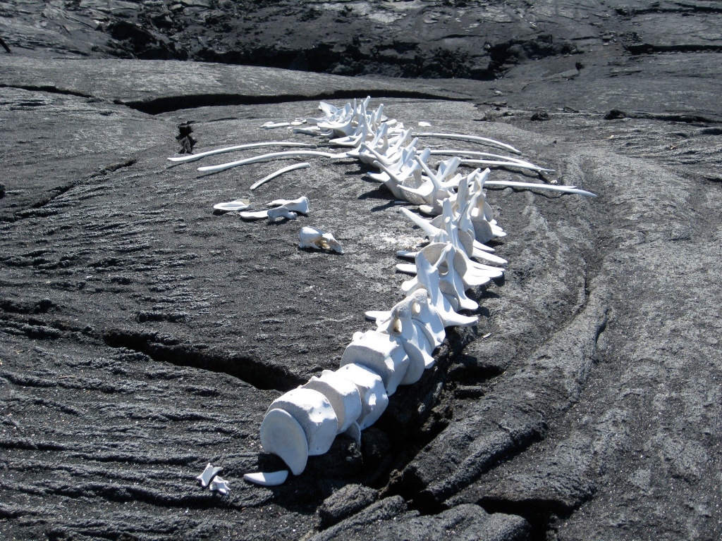Bleached whale skeleton, Galapagos Islands, Ecuador