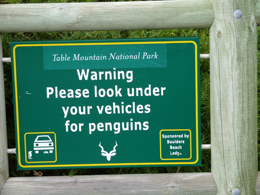 South Africa, Jackass Penguins