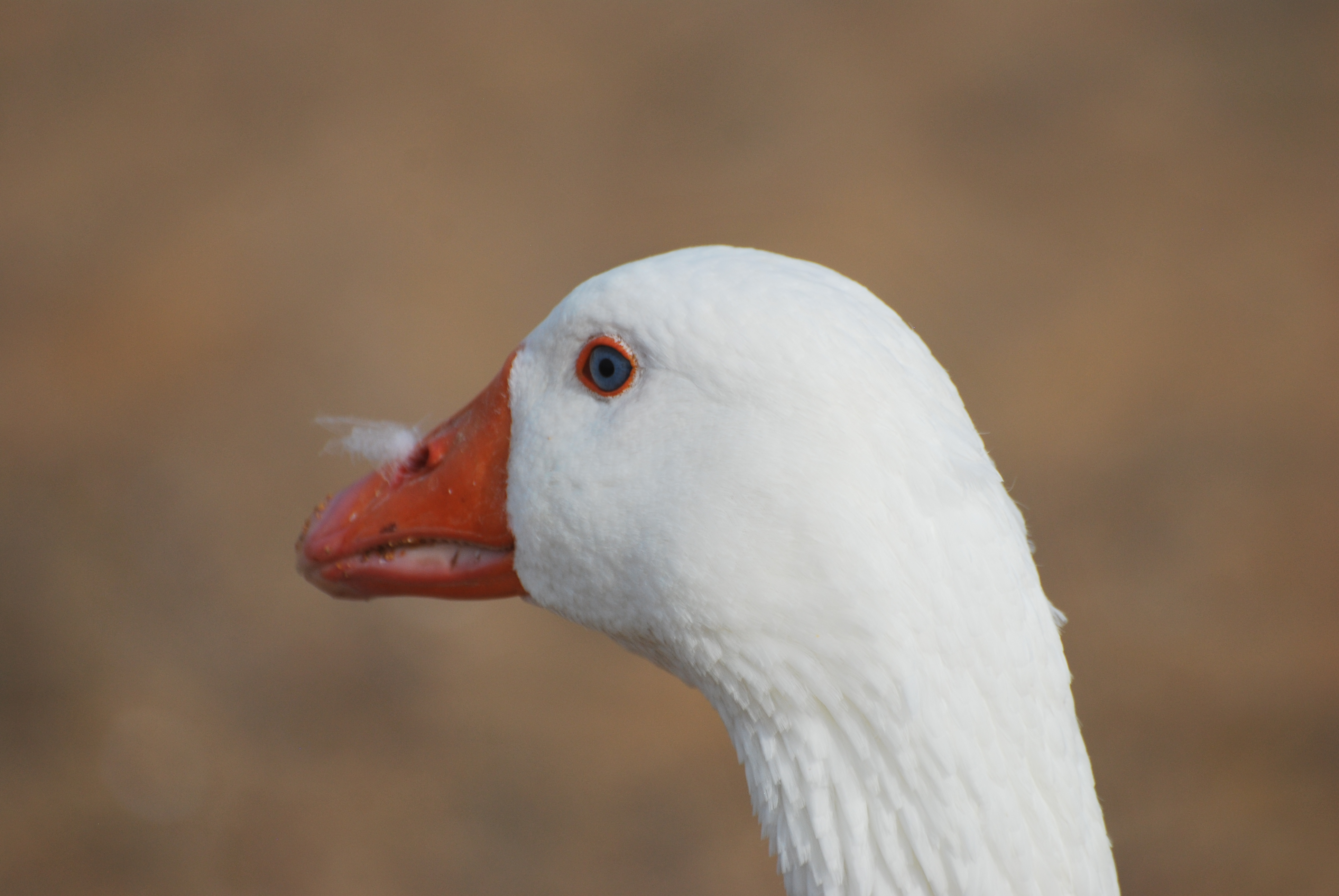 Duck with fur coming out of its beak