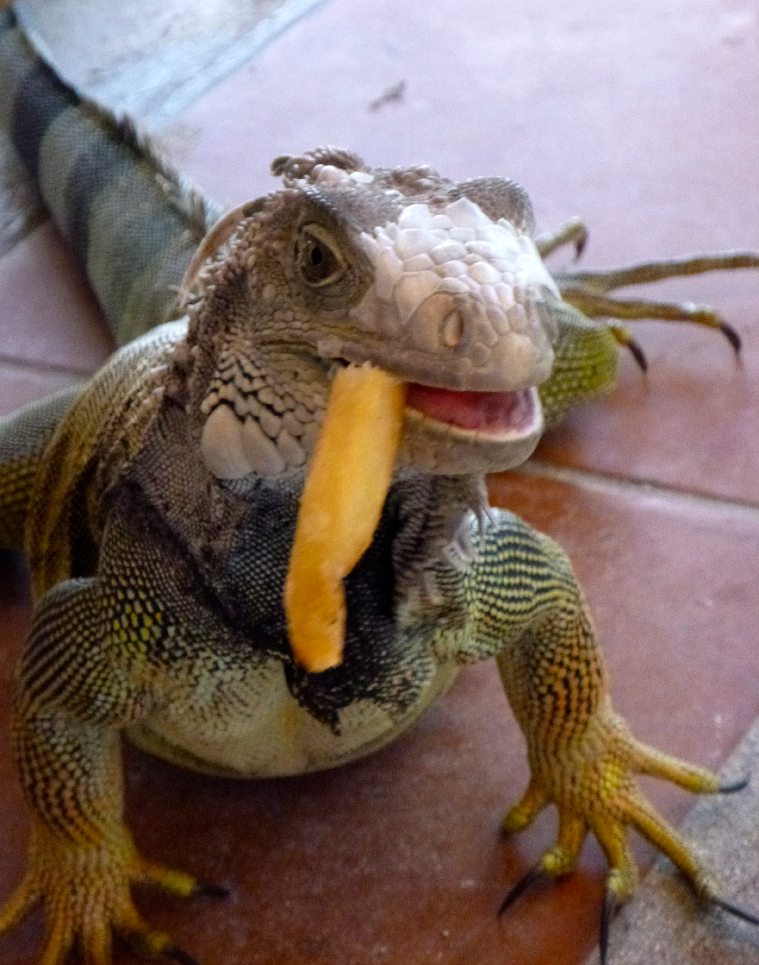 Iguana eating a French fry
