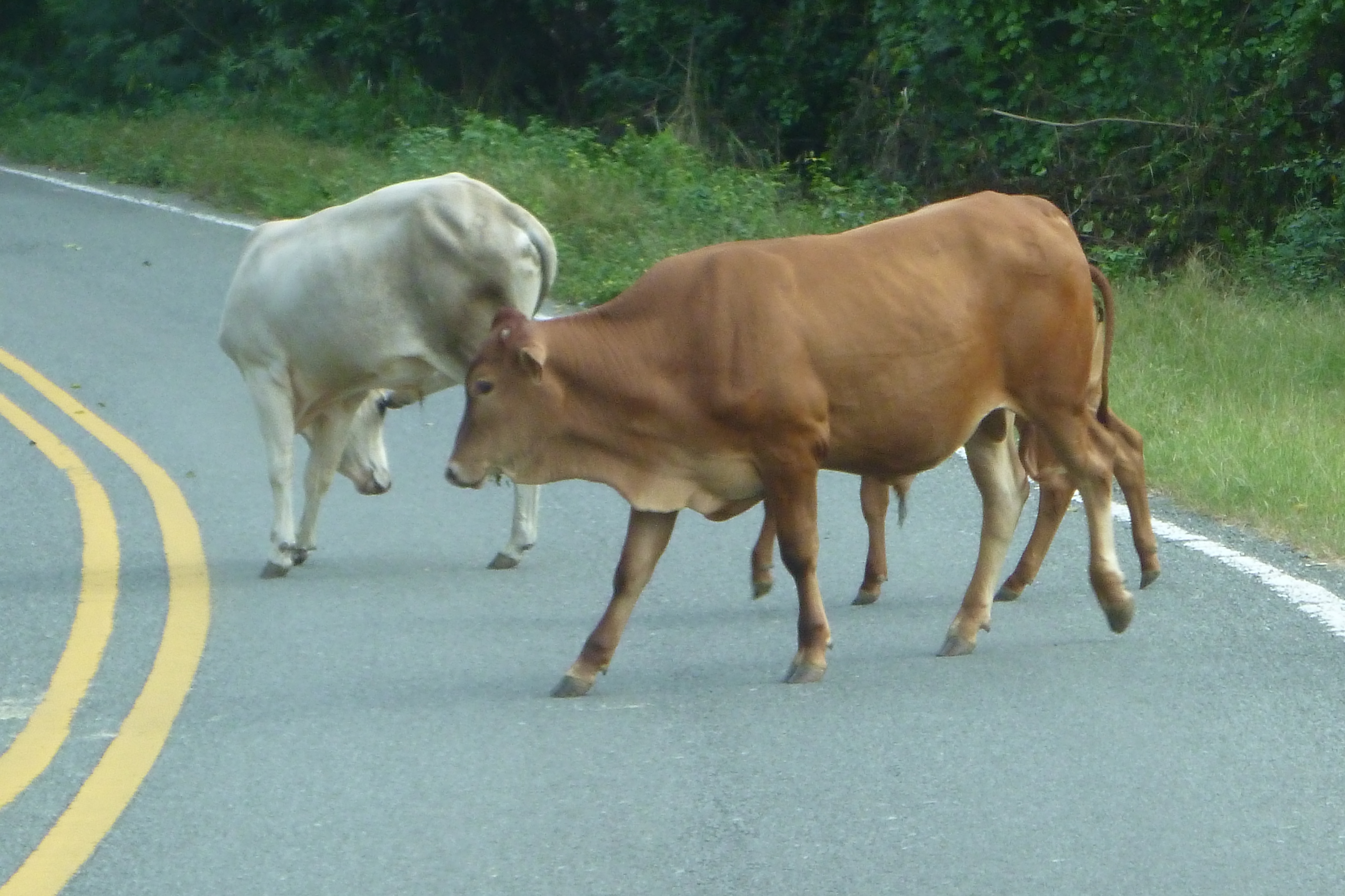 Cows crossing road in Vieques, Puerto Rico