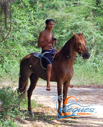Paso Fino horse on Vieques Puerto Rico